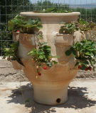 Pot with strawberries